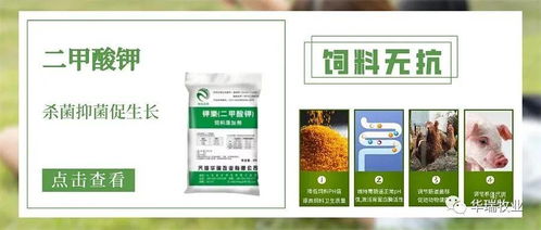 飼用有機(jī)酸怎么選 飼料企業(yè)與養(yǎng)殖企業(yè)需了解的抗生素替代方案