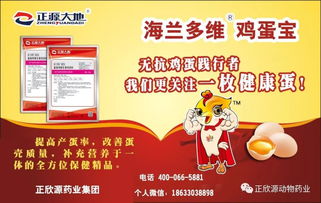 冬季雞群抗生素使用與自然預(yù)防保健雙攻略